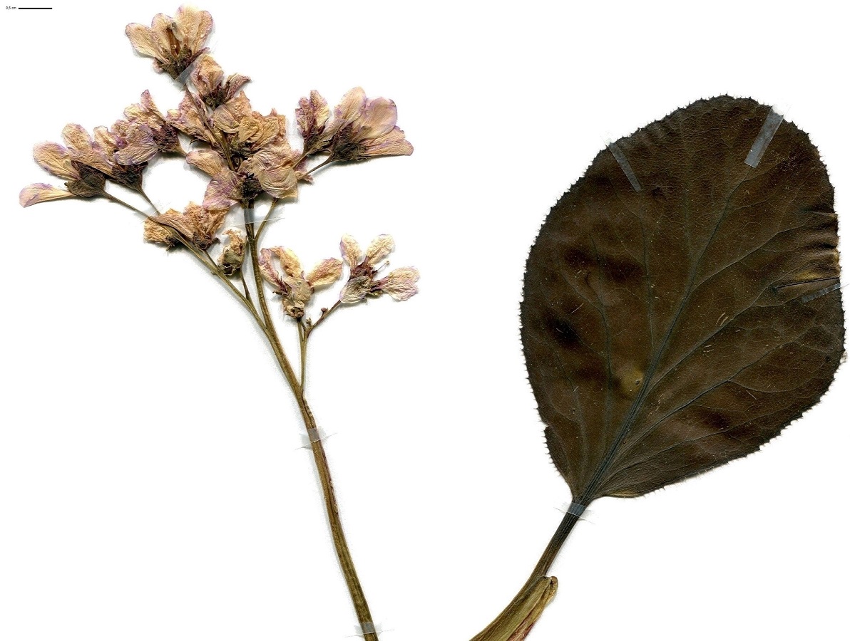 Bergenia crassifolia (Saxifragaceae)